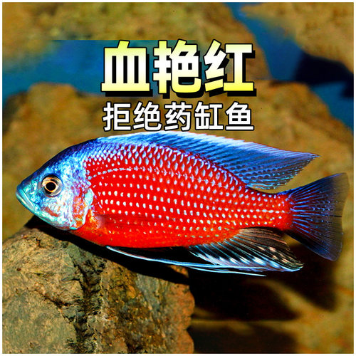 血艳红三湖慈鲷鱼淡水马鲷鱼包邮