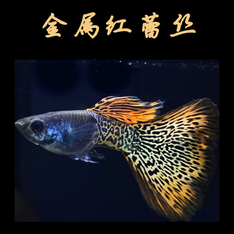 纯种金属红蕾丝孔雀鱼活体