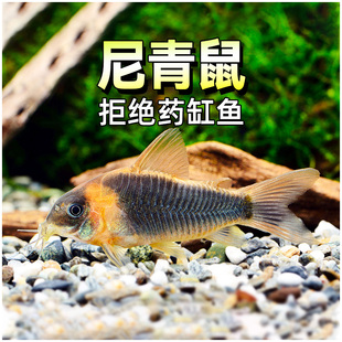 委内瑞拉青鼠鱼小型老鼠热带观赏鱼淡水委青鼠黑鼠蓝鼠尼青鼠活体