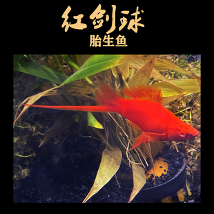 红剑球观赏鱼包免邮红剑红箭活体玛丽鸳鸯红色球体精品下崽狂魔鱼