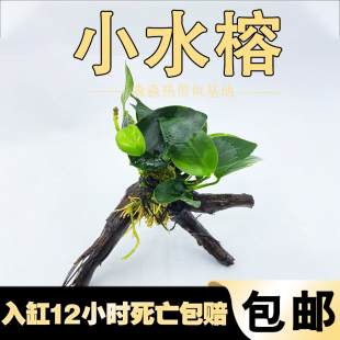 懒人水草活体鱼缸造景水榕沉木小水榕水草活体小巴榕丹麦榕金钱榕