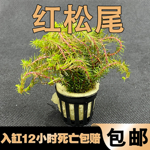 鱼缸真水草水族箱造景红松尾草中后景有茎类增氧淡水植物包邮