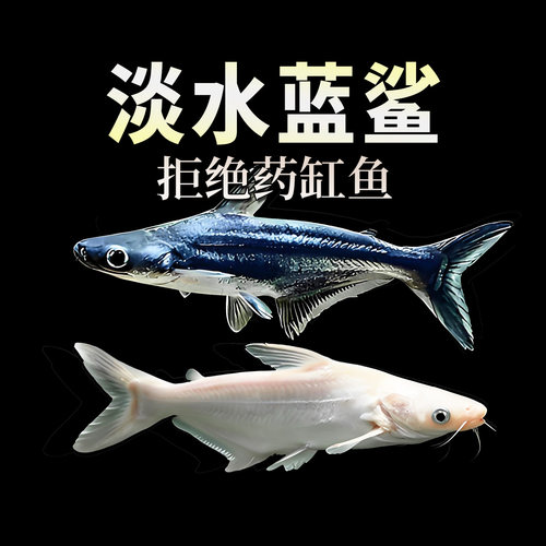 蓝鲨白化鲨鱼虎头鲨白鲨淡水包邮