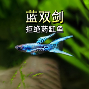 日本蓝双剑安格拉斯精灵孔雀鱼凤尾鱼热带鱼观赏鱼宠物淡水活体