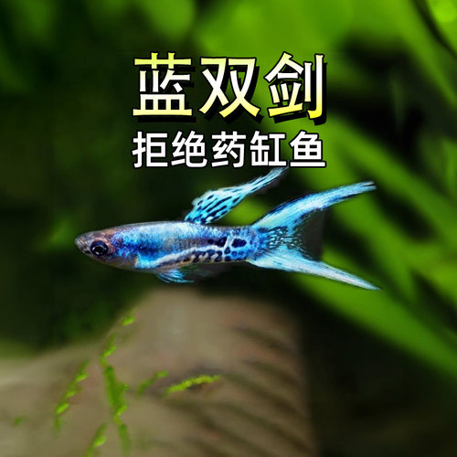 日本蓝双剑安格拉斯孔雀鱼