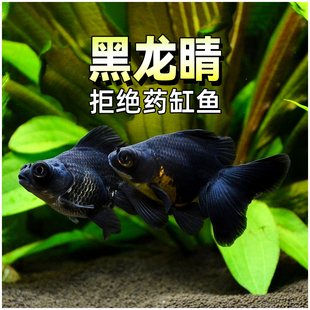 金鱼易活耐养观赏鱼中小型全黑龙睛金鱼活体龙睛淡水黑色蝶尾金鱼
