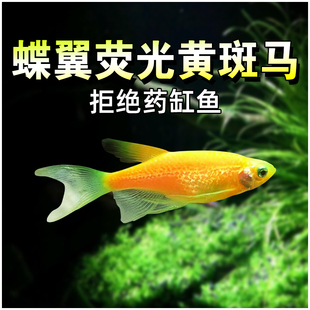 蝶翼长尾荧光黄斑马鱼水草缸斑马群游热带小型观赏淡水鱼耐活灯鱼