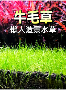 迷你牛毛草水草鱼缸造景牛毛毡