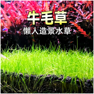 迷你牛毛草水草鱼缸造景牛毛毡植物淡水阴性真草新手入门懒人水草