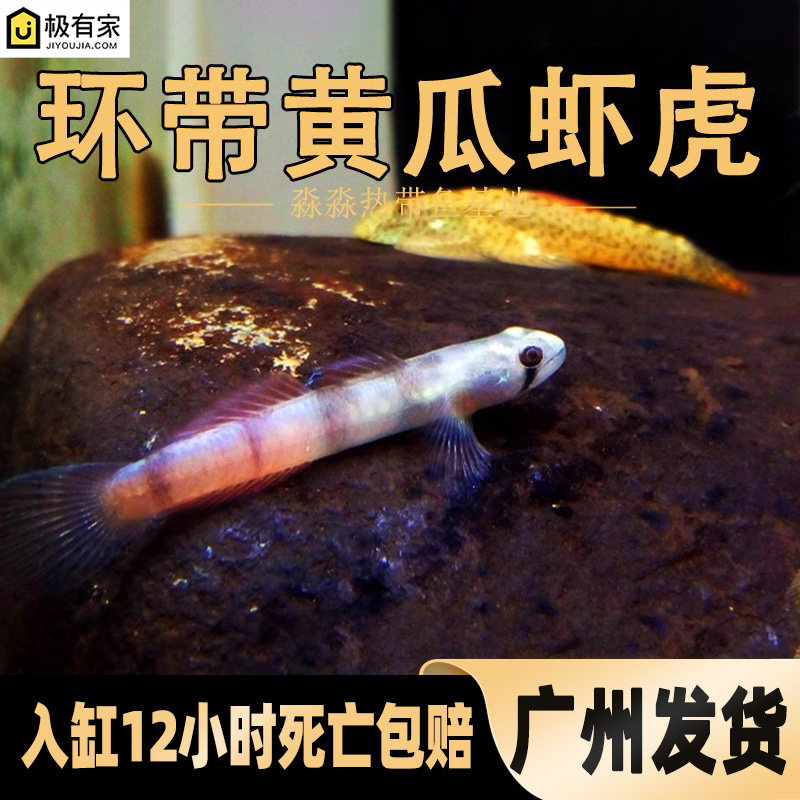 环带黄瓜虾虎淡水宿务枝桠紫身