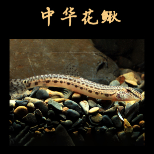 中华花鳅小型冷水泥鳅淡水观赏鱼翻砂神奇招财风水鱼花斑泥鳅活体