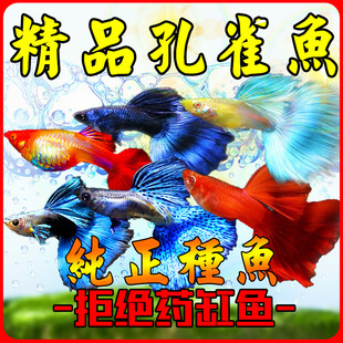 精品孔雀鱼活鱼观赏鱼母鱼繁殖热带纯种天空蓝白小型