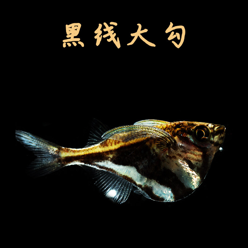云石斧头燕子 南美鱼上层鱼云石阴阳燕子小型观赏鱼活体