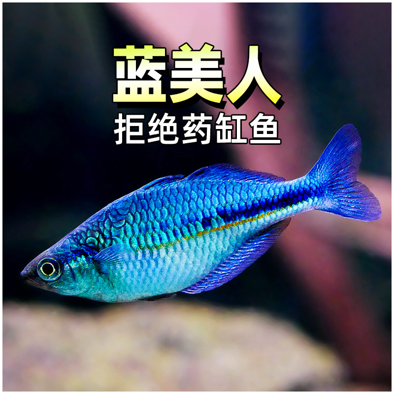 蓝美人鱼刚果美人鱼淡水鱼观赏鱼图片