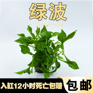 水族鱼缸布景水葫芦活体珍珠水草净化水质红波水生植物绿波包邮