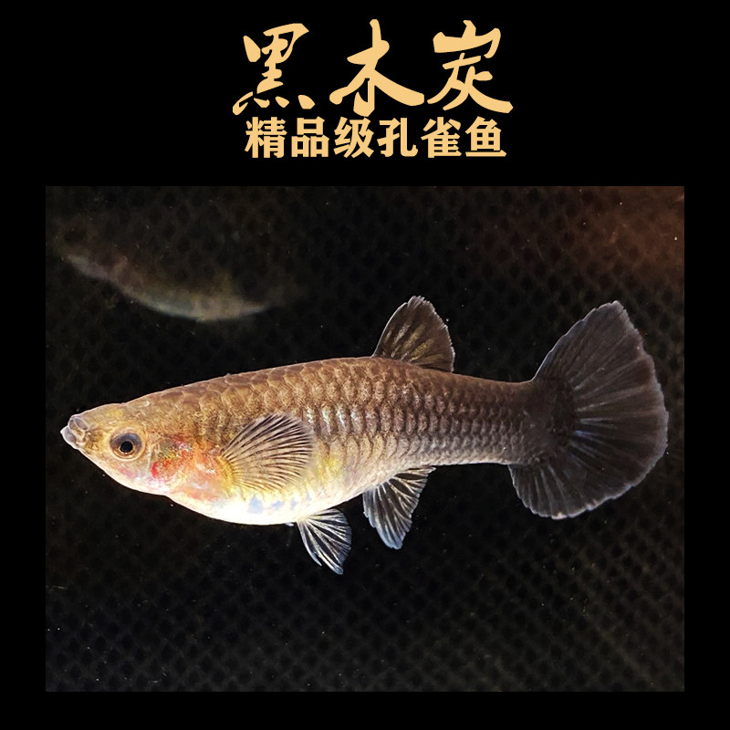 黑木炭孔雀鱼黑礼服精品大尾临产怀孕母鱼缎带热带观赏水草缸风水