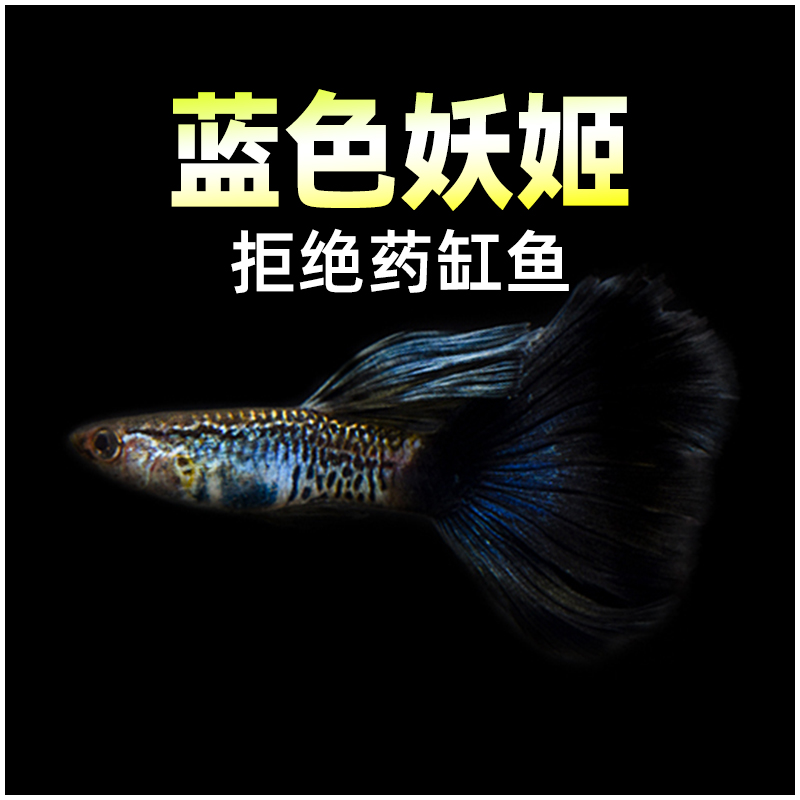 蓝色妖姬银河蓝尾孔雀鱼精品大尾
