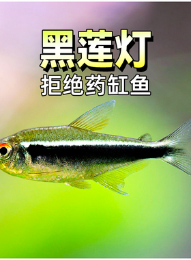 黑莲灯鱼黑灯管小型观赏鱼水草缸黑灯科活体淡水群游霓虹活体热带