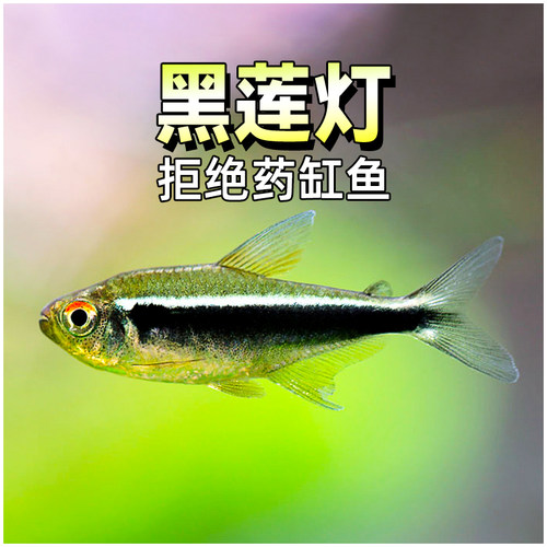 黑莲灯鱼小型群游观赏鱼