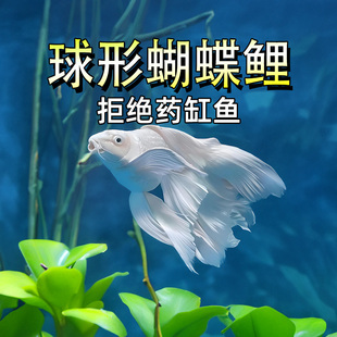 球形蝴蝶鲤球型冷水观赏鱼好养耐活淡水鱼身水白大鳍赛级纯种台湾