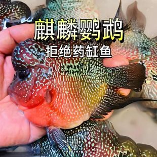 麒麟鹦鹉鱼麒麟罗汉鱼活体风水鱼招财鱼血鹦鹉元宝黄鹦鹉梅花鹦鹉