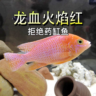 龙血火焰红马鲷鱼热带淡水观赏鱼