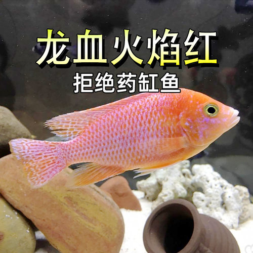 龙血火焰红马鲷鱼热带淡水观赏鱼