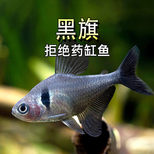 黑旗鱼粉红红衣梦幻玻璃玫瑰旗热带观赏鱼灯科鱼扯旗黑大勾鳍活体