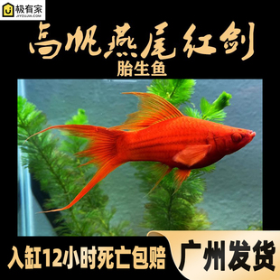 高帆燕尾红剑鱼红箭鱼双剑淡水热带观赏鱼孕母琴尾玛丽鱼草缸精品