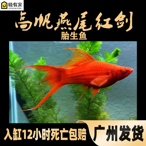 高帆燕尾琴尾红箭红剑鱼红色热带