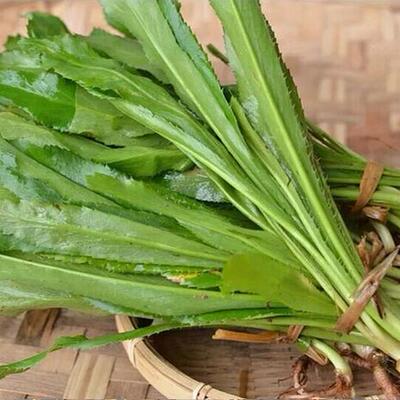 新鲜大芫荽泰国大香菜