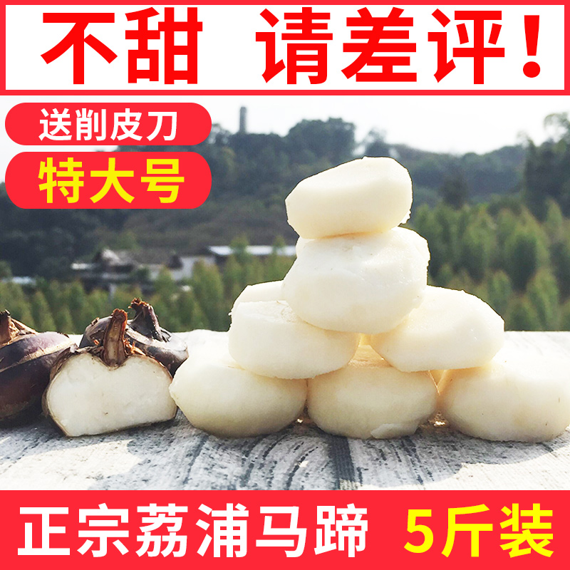 新鲜特大号正宗马蹄荸荠广西荔浦