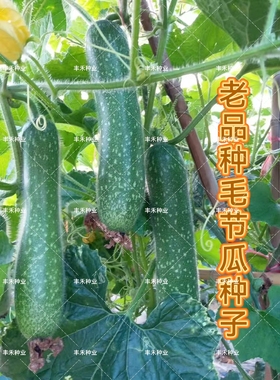 老品种小花点小冬瓜种子毛节瓜青皮节节瓜四季高产蔬菜种子