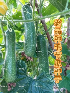 老品种小花点小冬瓜种子毛节瓜青皮节节瓜四季高产蔬菜种子