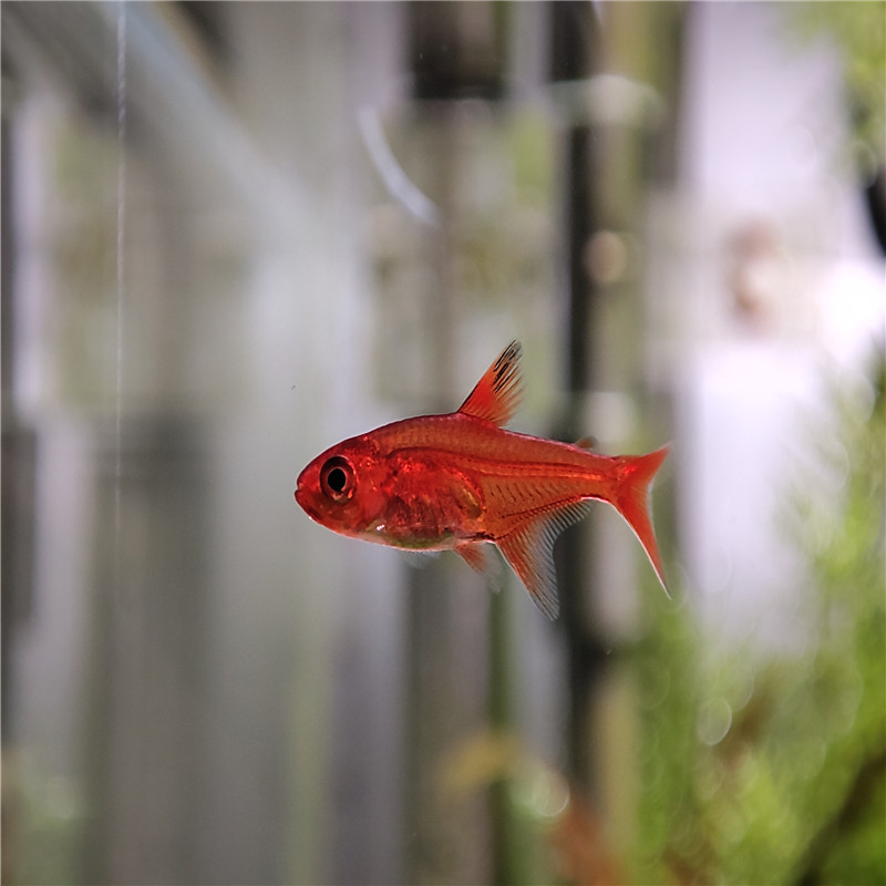 喷火灯鱼活体 热带观赏鱼 草缸群游 灯科鱼小型 红斑马鱼淡水新手