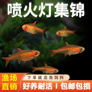 喷火灯小型鱼热带鱼淡水灯鱼草缸鱼群游好养耐活包邮包活火焰灯鱼