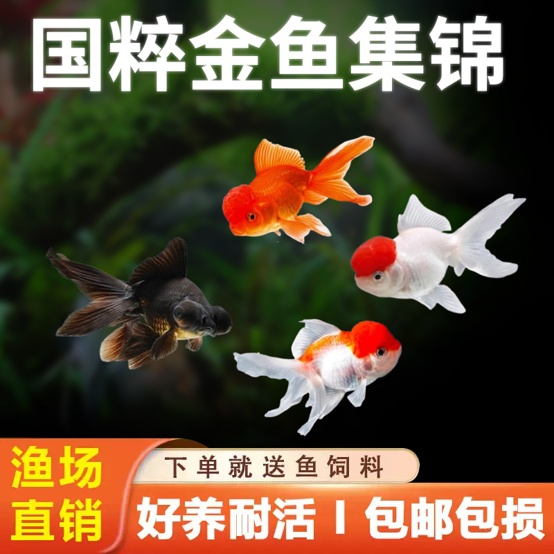 红狮红白狮金鱼冷水鱼观赏鱼