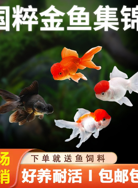 红狮红白狮金鱼冷水鱼观赏鱼鹤顶红活体红草金好养耐活黑龙睛泰狮