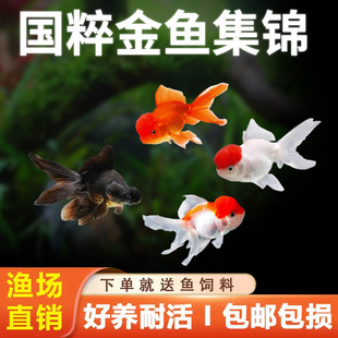 红狮红白狮金鱼冷水鱼观赏鱼鹤顶红活体红草金好养耐活黑龙睛泰狮