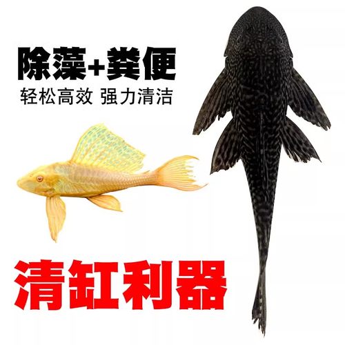 垃圾底层鱼热带观赏水族馆清道夫