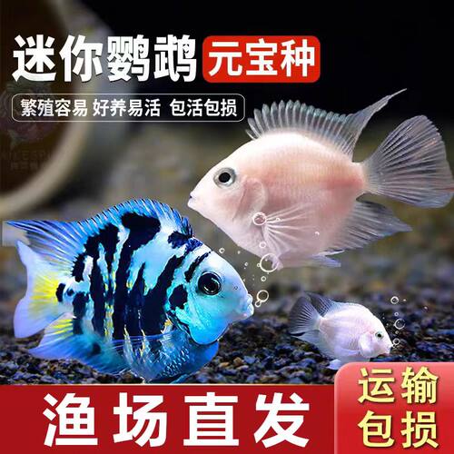 迷你鹦鹉鱼观赏鱼活体鱼淡水鱼好养耐活白金宝蓝鹦鹉鱼可繁殖种鱼