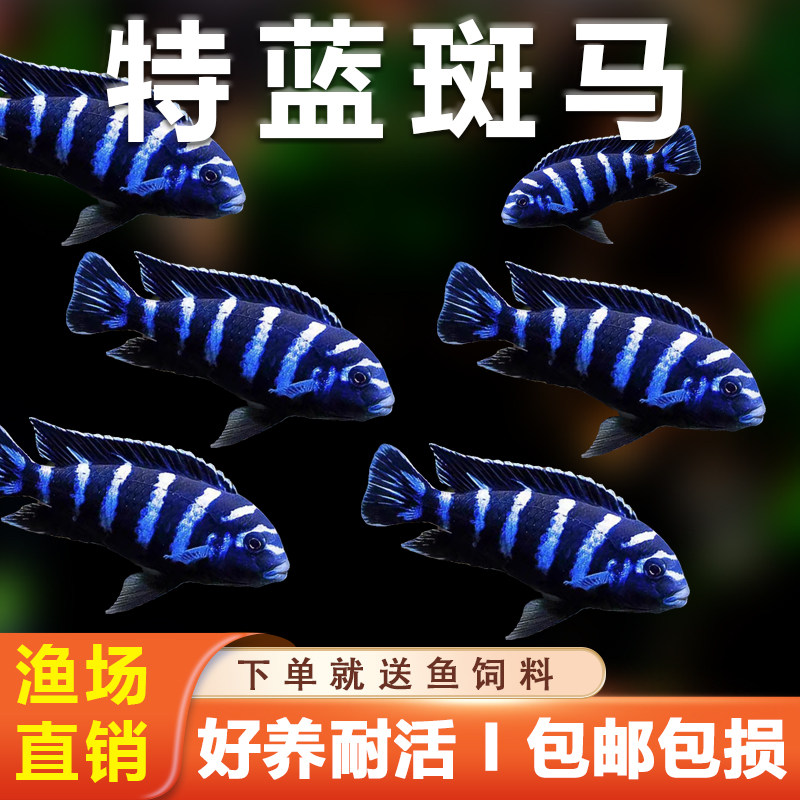 三湖慈鲷热带鱼观赏鱼水族活体鱼