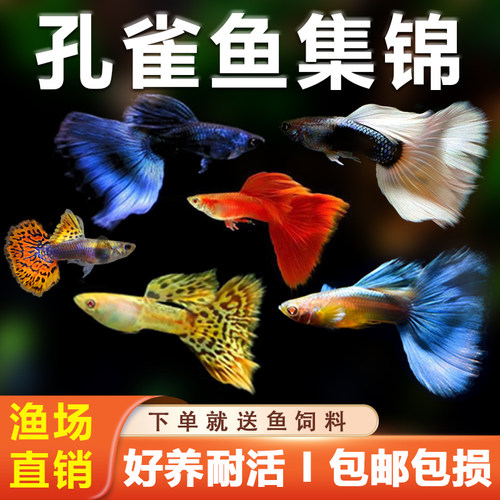 活体观赏孔雀鱼鱼苗好养热带淡水