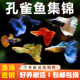孔雀鱼热带鱼观赏鱼凤尾鱼小鱼新手鱼好养耐活鱼苗活体小型淡水鱼