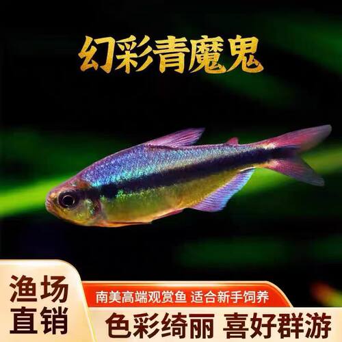 幻彩青魔鬼灯鱼南美鱼观赏鱼包邮