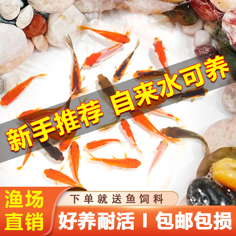 金鱼活鱼苗冷水鱼红草金观赏鱼