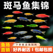 热带观赏鱼斑马鱼七彩斑马好养耐活小型冷水淡水群游多彩灯科小鱼