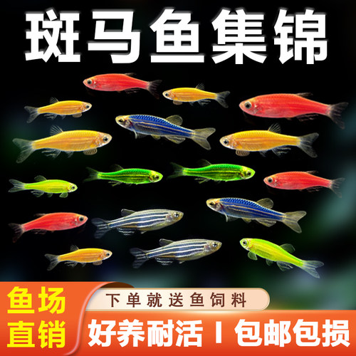 好养耐活热带观赏鱼七彩斑马小型
