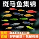 热带观赏鱼斑马鱼七彩斑马好养耐活小型冷水淡水群游多彩灯科小鱼