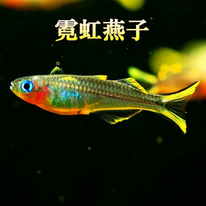 111霓虹燕子美人鱼包活体蓝黑帝王灯七彩稻田西伯利亚热带观赏鱼